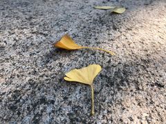 -苏州文庙(姑苏区)