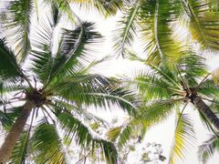 -六伴夏烘焙蛋糕·低糖动物奶油