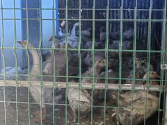 -鱼窝棚柴火铁锅炖(富山屯店)