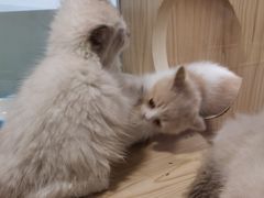 -屋虎猫馆(宝安大仟里店)