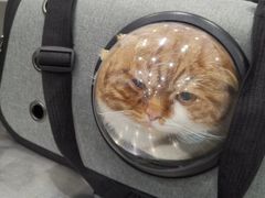 -伟伟宠物医院·CT影像中心·瑞派犬猫综合性门诊(汉口总院)