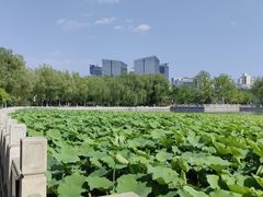 -莲花池公园