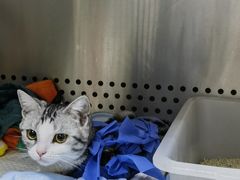 -美联众合动物医院·24h转诊中心