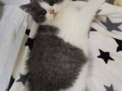 -lincat·猫舍(广州店)