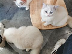 -瞄一喵猫咖(格力海岸店)