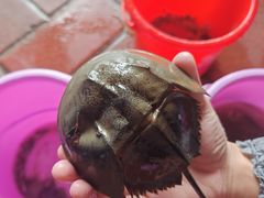 -北海金海湾红树林生态旅游区