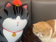 -喵园·猫主题咖啡厅·撸猫·猫咖(国贸店)