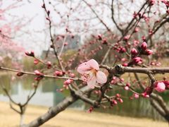 -大兴滨河森林公园