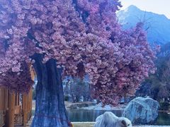 -玉龙雪山蓝月谷