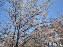 -高东镇樱花园