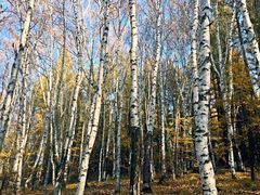 -塞罕坝国家级自然保护区