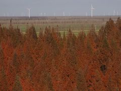 -黄海国家森林公园