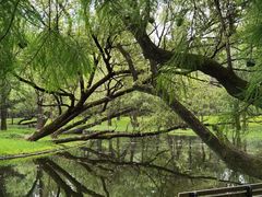 -上海共青森林公园