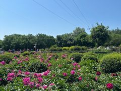 -黑龙江省森林植物园