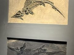 -辽宁古生物博物馆