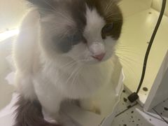 -喵喵咪呀布偶猫咖(春熙路店)