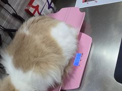 -瑞派名望志远动物医院·猫科·內科·异宠专科(直港大道店)