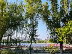 -莲花池公园