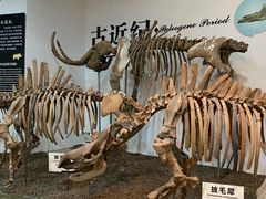 -烟台自然博物馆