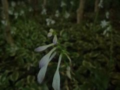 -望湖公园