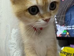 -伟伟宠物医院·瑞派猫友好医院·猫科(光谷店)