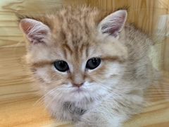 -小猫来了猫舍(福田店)