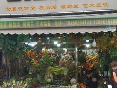 -溪岸路花鸟市场