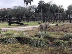 -奥兰多迪士尼动物王国乐园