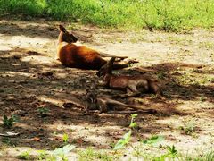 -北京野生动物园
