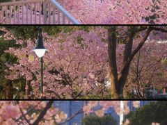 -新江湾城公园