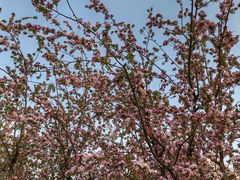 -海棠花溪(元大都城垣遗址公园)