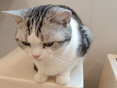 -有喵·猫咖·狗咖·40+猫狗有小奶狗(岗厦店)