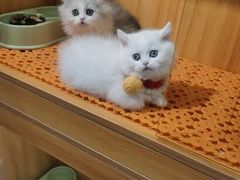 -欣宠猫屋·矮脚拿破仑·蓝金金渐层