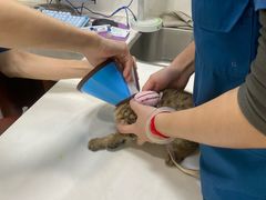 -瑞派动物医院·绝育·犬猫全科·预防医学(光景江南中店)