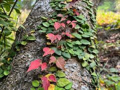 -梧桐山风景名胜区