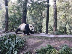 -中国大熊猫保护研究中心雅安碧峰峡基地