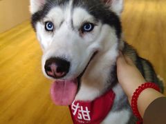 -Husky Go! 哈士奇体验馆·宠物咖啡厅狗咖