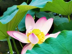 -莲花池公园