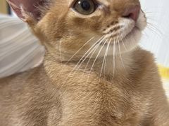 -欣宠猫屋·矮脚拿破仑·蓝金金渐层