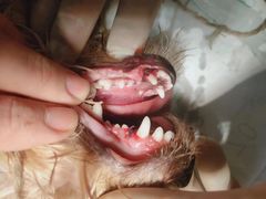 -关爱动物医院·心脏·中兽医·异宠(金牛路分院)