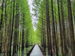 -石台牯牛降景区