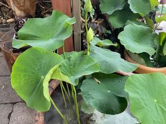 -普洱茶府(博乐广场店)