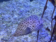 -太平洋海底世界