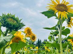 -长春公园(普阳街道)