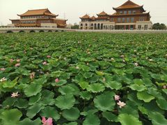 -扬子江药业集团有限公司