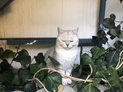 -喵屿·大理花园猫咖