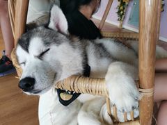 -Husky Go! 哈士奇体验馆·宠物咖啡厅狗咖