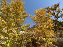 -遵化市禅林寺古银杏风景园