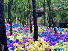 -洛阳白云山景区