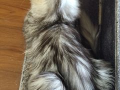 -楼上猫咖(罗湖店)